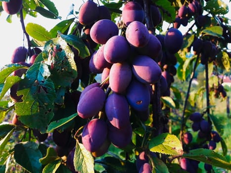 Ripe plums on a leaf branch, ready to harvest. Plums in the orchard. Zavidovici, Bosnia and Herzegovina.