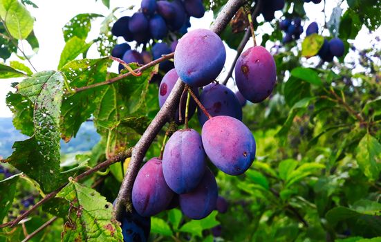 Blue, ripe plum fruits on a branch with leaves on the tree, plums almost ready to harvest. Orchard plum. Zavidovici, Bosnia and Herzegovina.