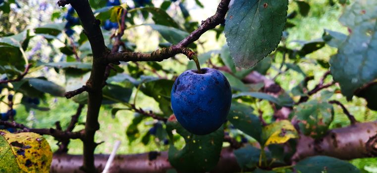 One ripe plum on a branch. Beautiful blue plum on the branch. Zavidovici, Bosnia and Herzegovina.