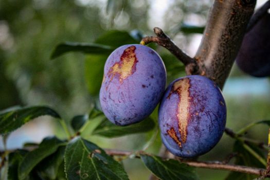 Two plums with damage to the plums on the tree. Zavidovici, Bosnia and Herzegovina.