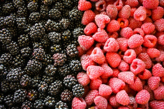 Full frame shot of the blackberries and raspberries. Left side of blackberries, and right side raspberries. Zavidovici, Bosnia and Herzegovina.