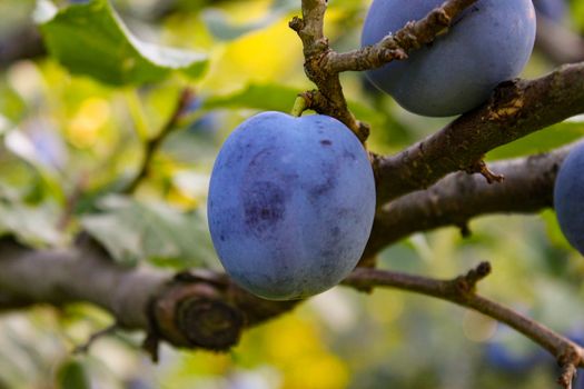 Blue plums on a tree. Zavidovici, Bosnia and Herzegovina.
