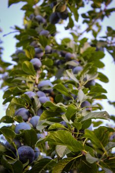 Vertical shot branches with lots of blue plums and lots of leaves. Zavidovici, Bosnia and Herzegovina.