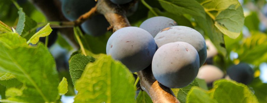 Banner. Ripe plums among the leaves on the branch. Zavidovici, Bosnia and Herzegovina.