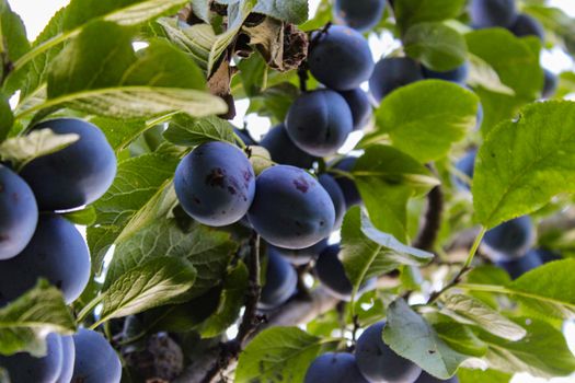 Lots of blue ripe plums among the leaves, photographed under the branch. Zavidovići, Bosnia and Herzegovina.