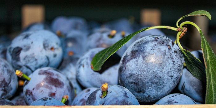 Banner of ripe plums in a wooden crate. In focus one plum with leaves. Zavidovici, Bosnia and Herzegovina.