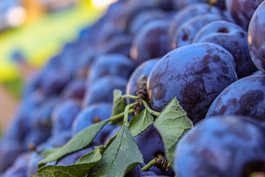 Plums in a wooden crate on display for sale on the market. Zavidovici, Bosnia and Herzegovina.