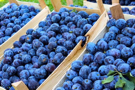 Lots of blue plums in wooden crates. Displayed for sale on the market. Zavidovici, Bosnia and Herzegovina.