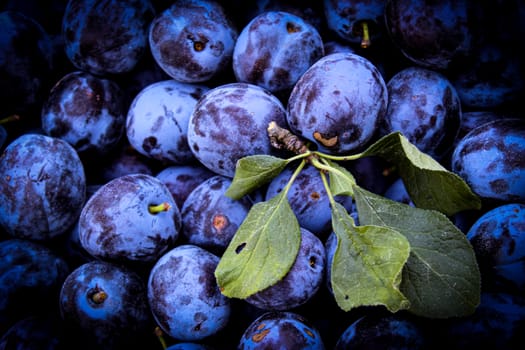 Full frame shot of the plums with few leaves on top. Plums. Zavidovici, Bosnia and Herzegovina.