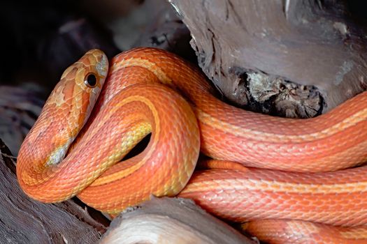 Eye shines on bright and vibrantly colored orange red yellow pet corn snake. Dark background and deep brown log make subject stand out. Striking image