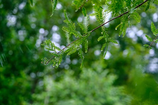 A fresh green Fir Tree After Rain with drops