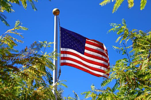 Stars and stripes fluttering among green trees blue sky background.