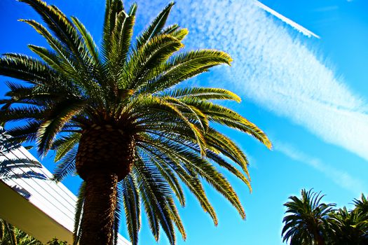 Classic Florida palm tree background of blue sky.Close up photo of a bunch of Coconut palm trees with blue sky background.