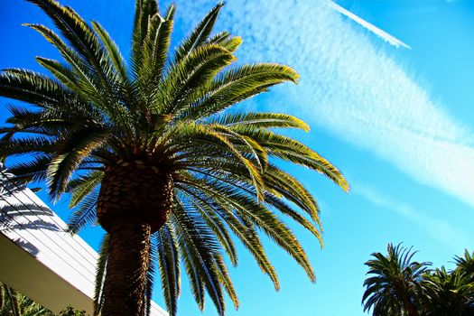 Classic Florida palm tree background of blue sky.Close up photo of a bunch of Coconut palm trees with blue sky background.