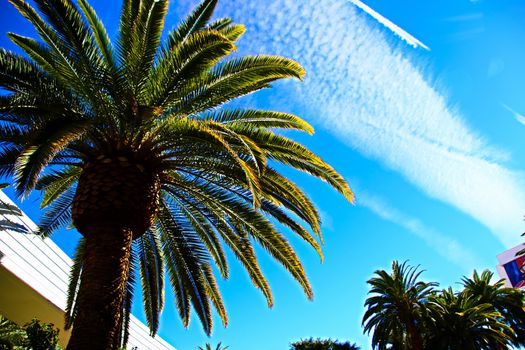 Classic Florida palm tree background of blue sky.Close up photo of a bunch of Coconut palm trees with blue sky background.