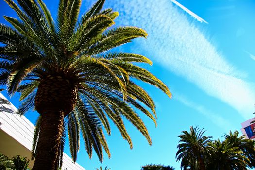 Classic Florida palm tree background of blue sky.Close up photo of a bunch of Coconut palm trees with blue sky background.