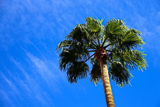 Classic Florida palm tree background of blue sky.Close up photo of a bunch of Coconut palm trees with blue sky background.