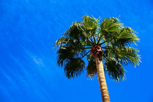 Classic Florida palm tree background of blue sky.Close up photo of a bunch of Coconut palm trees with blue sky background.