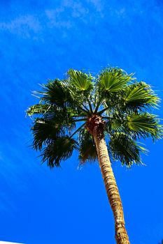 Classic Florida palm tree background of blue sky.Close up photo of a bunch of Coconut palm trees with blue sky background.