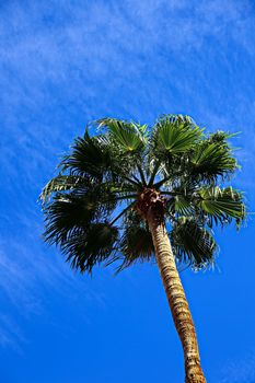 Classic Florida palm tree background of blue sky.Close up photo of a bunch of Coconut palm trees with blue sky background.