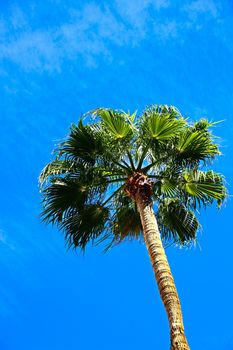 Classic Florida palm tree background of blue sky.Close up photo of a bunch of Coconut palm trees with blue sky background.