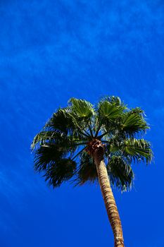 Classic Florida palm tree background of blue sky.Close up photo of a bunch of Coconut palm trees with blue sky background.