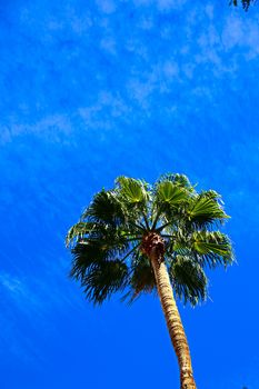 Classic Florida palm tree background of blue sky.Close up photo of a bunch of Coconut palm trees with blue sky background.