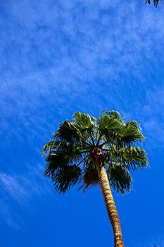 Classic Florida palm tree background of blue sky.Close up photo of a bunch of Coconut palm trees with blue sky background.