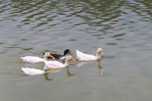 4 white ducks and a black duck swimming in a lake. Ugly Duckling