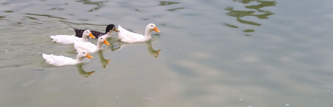 4 white ducks and a black duck swimming in a lake. Ugly Duckling