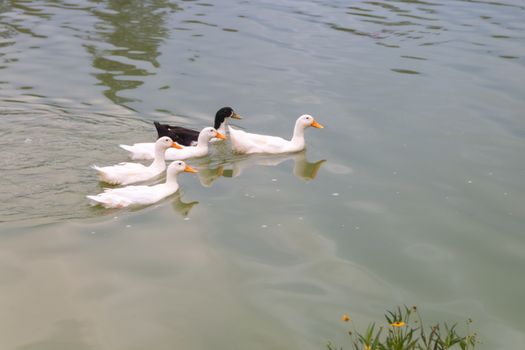 4 white ducks and a black duck swimming in a lake. Ugly Duckling