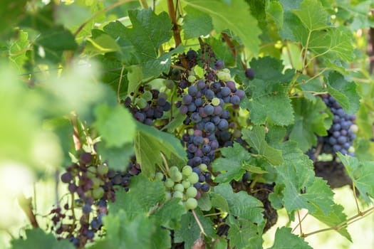 Grape variety. Blue grape and green grape leaf background in Italy. New vintage wine background. Close-up with shallow DOF.