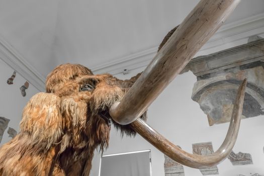 Realistic life size replica model of Woolly Mammoth. Civic Museum of Natural Sciences of Bergamo, ITALY - October 5, 2019.