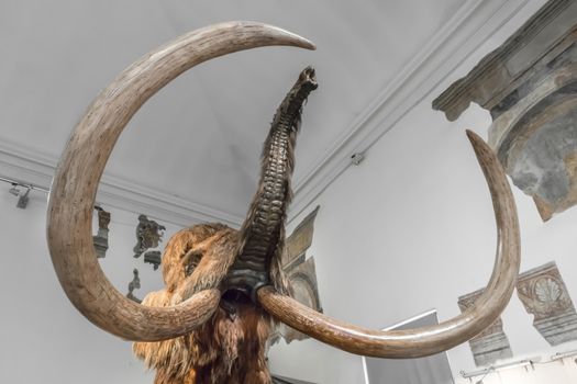 Realistic life size replica model of Woolly Mammoth. Civic Museum of Natural Sciences of Bergamo, ITALY - October 5, 2019.