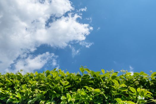 Hedge against the sky. Geen grass, hedge and amazing sky. Copy-space.