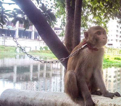 Brouwn Colored Monky on Tree With Nature