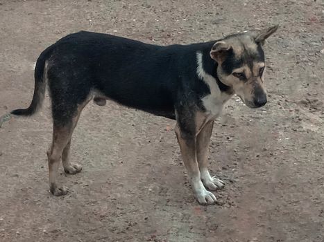 Black Colored Dog on Road