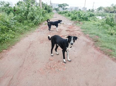 Black Colored Dog on Road