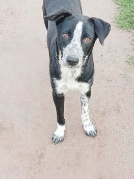 Black Colored Dog on Road