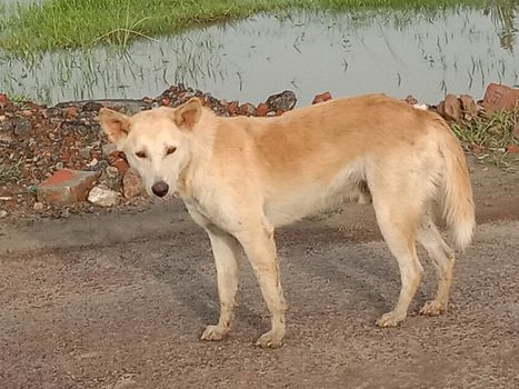 Brouwn Colored Dog on Sand