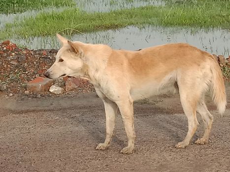 Brouwn Colored Dog on Sand