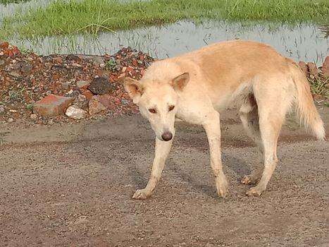 Brouwn Colored Dog on Sand