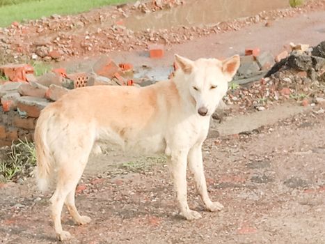 Brouwn Colored Dog on Sand