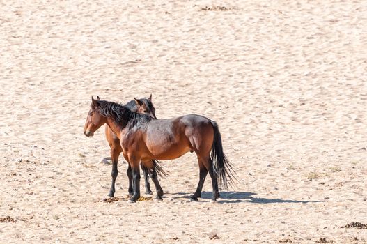 Wild horses of the Namib at Garub near Aus