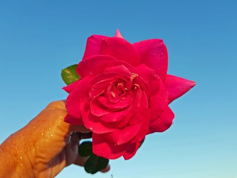 Blossoming red rose against a blue sky