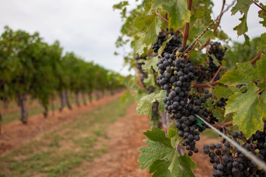 grapes in a niagara vineyard - selective focus. High quality photo