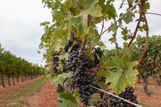 grapes in a niagara vineyard - selective focus. High quality photo