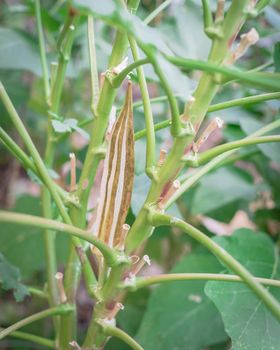 Close-up okra pod mature and dry on the plant for saving okra seeds. Traditional way to collect lady fingers seeds and dry out harvesting, storing at organic backyard garden near Dallas, Texas, USA