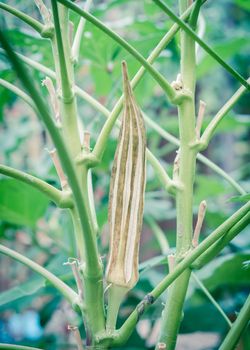 Toned photo close-up okra pod mature and dry on plant for saving okra seeds. Homestead way to collect lady fingers seeds, dry out harvesting, storing at organic garden near Dallas, Texas, USA