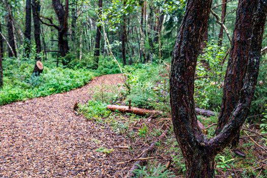 The beautiful nature reserve Wilhelmsdorf Pfrunger Ried in Upper Swabia near Ravensburg and Lake Constance